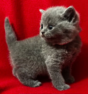 https://www.celticfoldscattery.com/Kittens_for_Sale_files/2026/GemmaOscarLitter1-24-26/K1b.jpg
