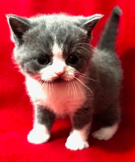 British Shorthair Kitten number 3 available for adoption