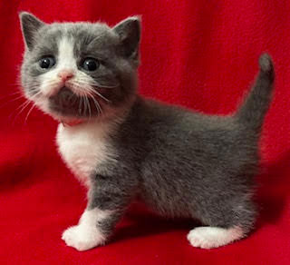 British Shorthair Kitten number 3 available for adoption