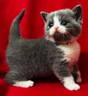 British Shorthair Kitten number3 available for adoption