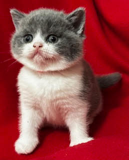 British Shorthair Kitten number 4 available for adoption