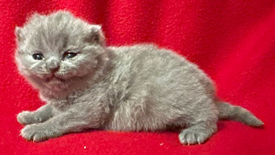 British Shorthair Kitten at Celtic Cattery in North Carolina.
