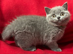 https://www.celticfoldscattery.com/Kittens_for_Sale_files/2026/Leah-Oscar-litter-5-12-26./LeiaOscar-5-12-26..jpg