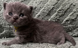 https://www.celticfoldscattery.com/Kittens_for_Sale_files/2026/LeiaBazilio-litter-9-10-26/K1L.jpg