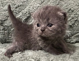 British Shorthair Kitten available from 9-10-26 litter
