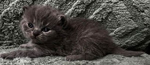 https://www.celticfoldscattery.com/Kittens_for_Sale_files/2026/LeiaBazilio-litter-9-10-26/K3L.jpg