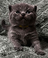 British Shorthair Kitten available from 9-10-26 litter