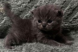 https://www.celticfoldscattery.com/Kittens_for_Sale_files/2026/LeiaBazilio-litter-9-10-26/K3R.jpg