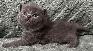https://www.celticfoldscattery.com/Kittens_for_Sale_files/2026/LeiaBazilio-litter-9-10-26/K4L.jpg