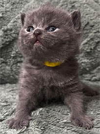 https://www.celticfoldscattery.com/Kittens_for_Sale_files/2026/LeiaBazilio-litter-9-10-26/K4L.jpg