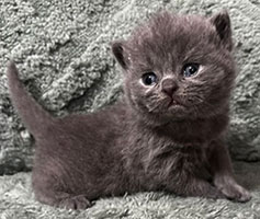 https://www.celticfoldscattery.com/Kittens_for_Sale_files/2026/LeiaBazilio-litter-9-10-26/K4L.jpg