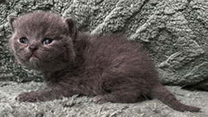 https://www.celticfoldscattery.com/Kittens_for_Sale_files/2026/LeiaBazilio-litter-9-10-26/K6L.jpg