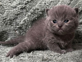 https://www.celticfoldscattery.com/Kittens_for_Sale_files/2026/LeiaBazilio-litter-9-10-26/K6L.jpg