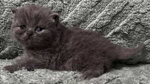 https://www.celticfoldscattery.com/Kittens_for_Sale_files/2026/LeiaBazilio-litter-9-10-26/K7L.jpg