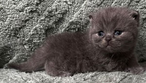 https://www.celticfoldscattery.com/Kittens_for_Sale_files/2026/LeiaBazilio-litter-9-10-26/K7L.jpg