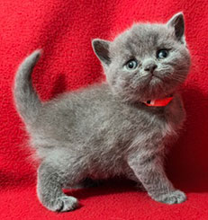 https://www.celticfoldscattery.com/Kittens_for_Sale_files/2026/LeiaBazilio-litter-9-10-26/L-B1.jpg