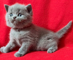 https://www.celticfoldscattery.com/Kittens_for_Sale_files/2026/LeiaBazilio-litter-9-10-26/L-B1.jpg