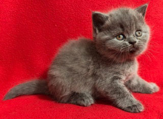 British shorthair Kitten Available at Celtic Cattery in North Carolina