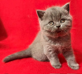 British shorthair Kitten Available at Celtic Cattery in North Carolina