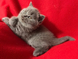British shorthair Kitten Available at Celtic Cattery in North Carolina