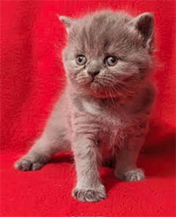 British Shorthair Kitten available now at celtic Cattery in North Carolina