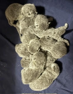 We have British Shorthair Kittems! Celtic cattery North Carolina