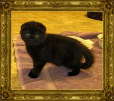 Black Celtic Fold Kitten at Celtic Folds Cattery in Louisiana