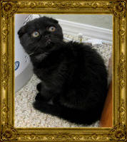 Black Celtic Fold Kitten