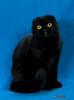 Scottish Fold cat reference at Celtic Folds Cattery