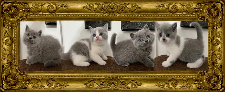 Sold British Shorthair Kittens at Celtic Cattery in NC