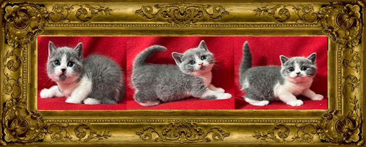https://www.celticfoldscattery.com/Sold_Kittens_files/2025/Camille-Oscar-10-12-25-SOLD.jpg
