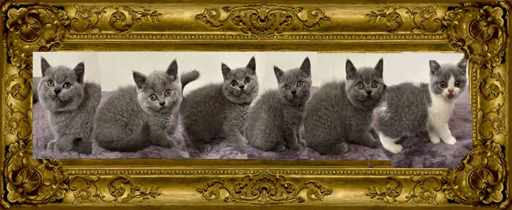 https://www.celticfoldscattery.com/Sold_Kittens_files/2025/Camille-Oscar-4-24-25-SOLD.jpg