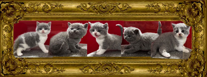 https://www.celticfoldscattery.com/Sold_Kittens_files/2025/Darcy-Oscar-12-04-25-SOLD.jpg