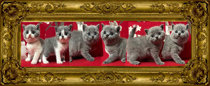 https://www.celticfoldscattery.com/Sold_Kittens_files/2025/Darcy-Oscar-7-14-25-SOLD.jpg