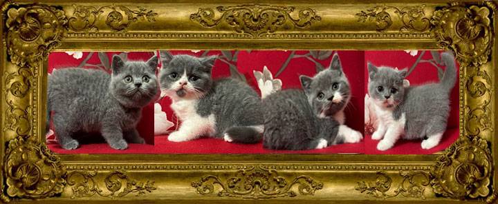 https://www.celticfoldscattery.com/Sold_Kittens_files/2025/Gemma-Oscar-8-8-25-SOLD.jpg