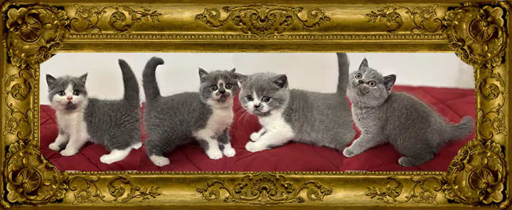 https://www.celticfoldscattery.com/Sold_Kittens_files/2025/Leia-Oscar-4-10-25-SOLD.jpg