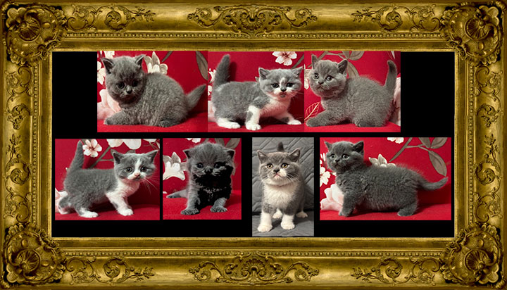 https://www.celticfoldscattery.com/Sold_Kittens_files/2025/Leia-Oscar-8-24-25-SOLD.jpg