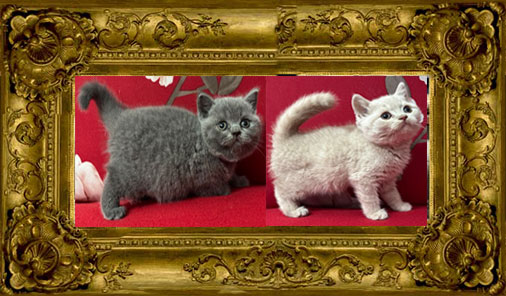 https://www.celticfoldscattery.com/Sold_Kittens_files/2025/Scarlett-Oscar-7-24-25-SOLD.jpg