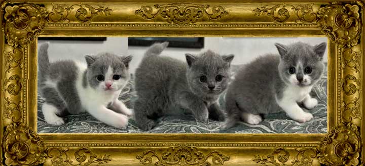 https://www.celticfoldscattery.com/Sold_Kittens_files/2025/SoldCamilleOscar01-01-25.jpg