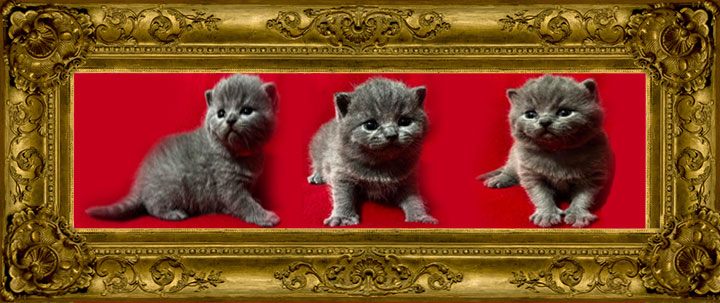 https://www.celticfoldscattery.com/Sold_Kittens_files/2026/SOLDDarcyBaziliolitter42026.jpg
