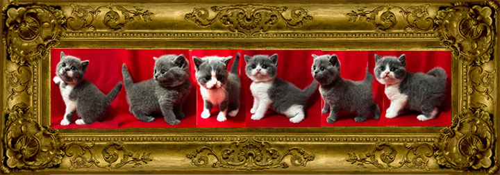 https://www.celticfoldscattery.com/Sold_Kittens_files/2026/SOLDGemmaOscar-litter12426.jpg