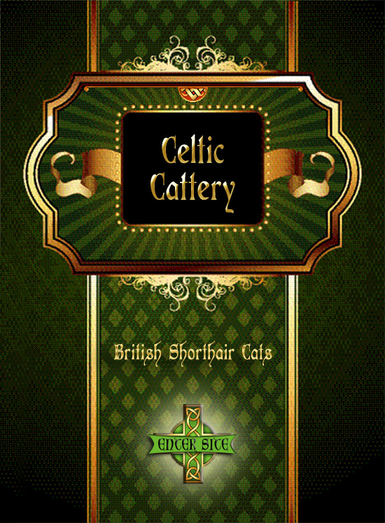 British Shorthair Cats, Celtic Cattery